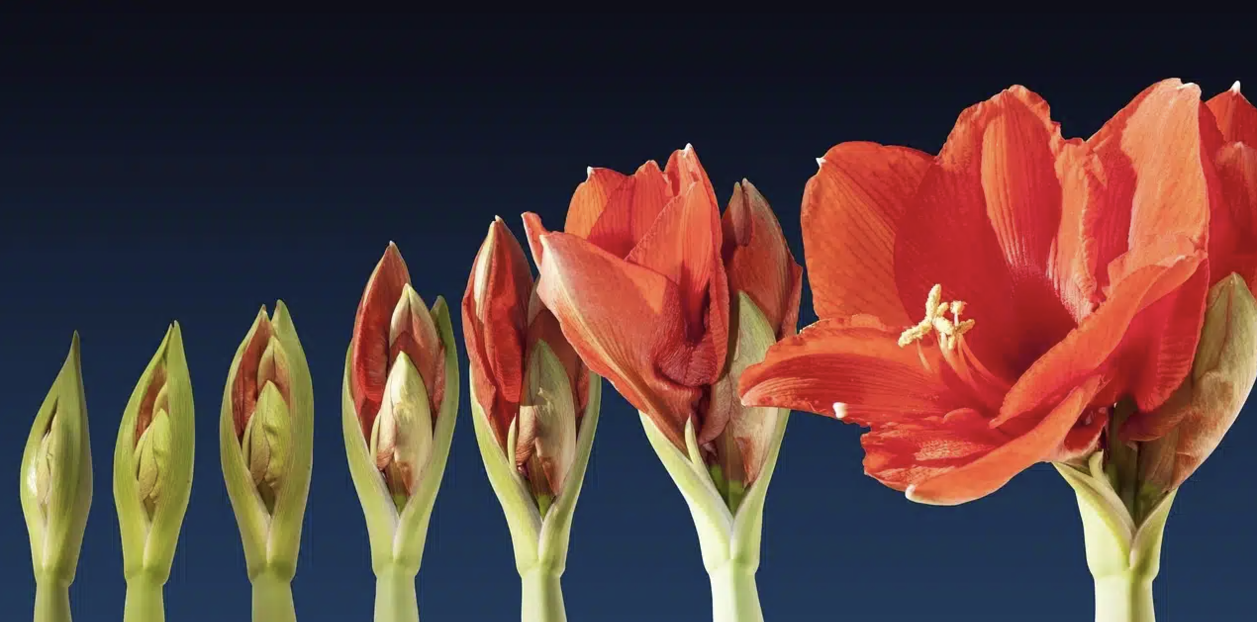 Row of red flowers starting as a bud and gradually opening